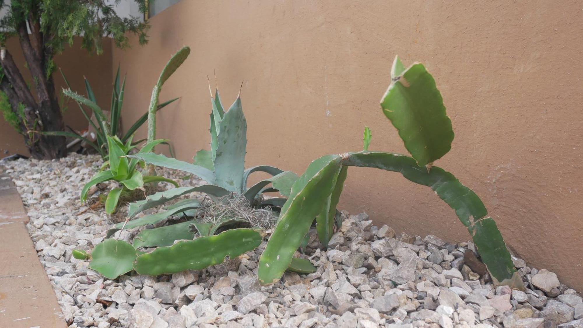 Oaxaca Casa El Mundo旅舍 外观 照片